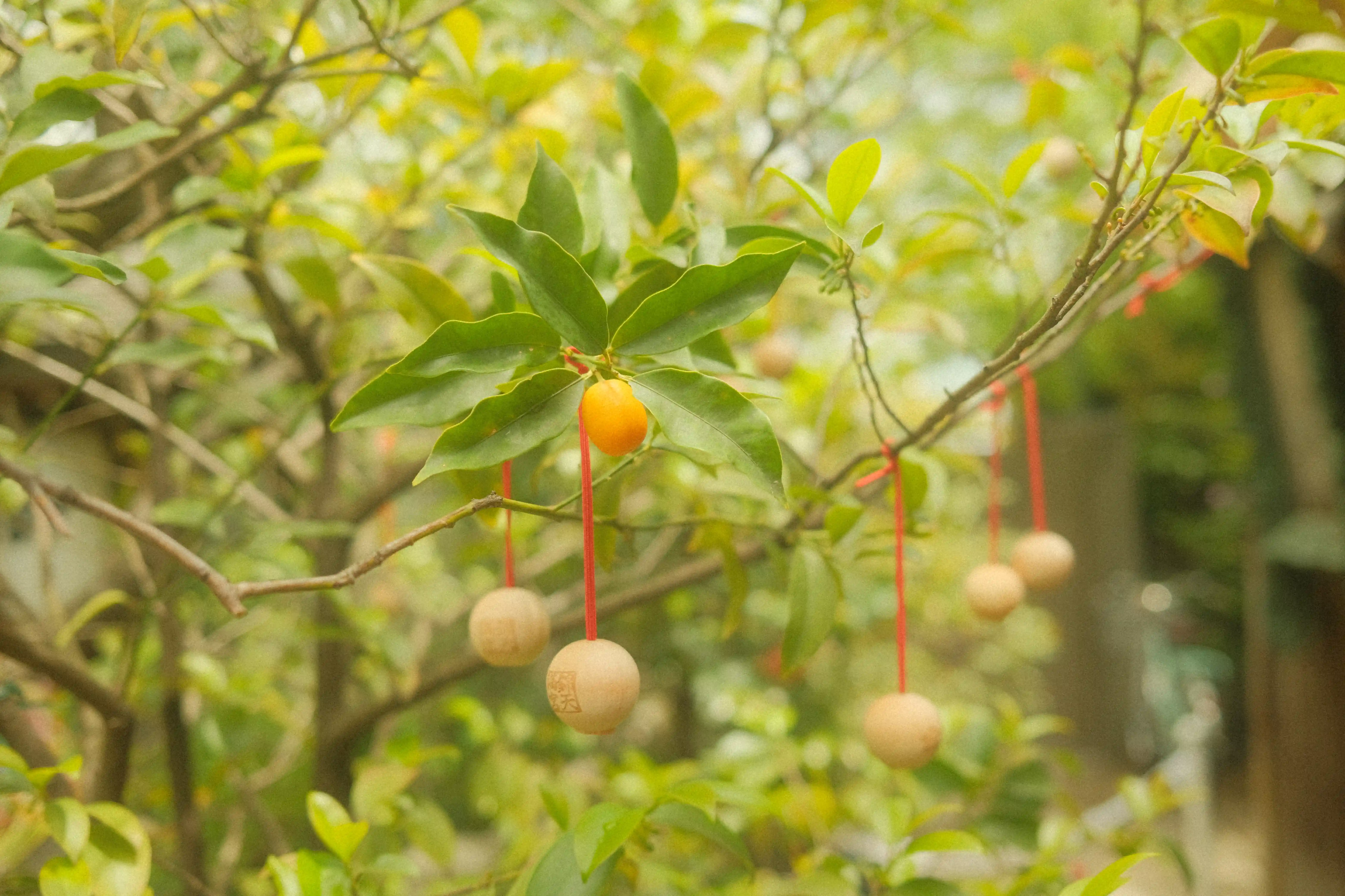 A picture of a garden within a market in Kyoto