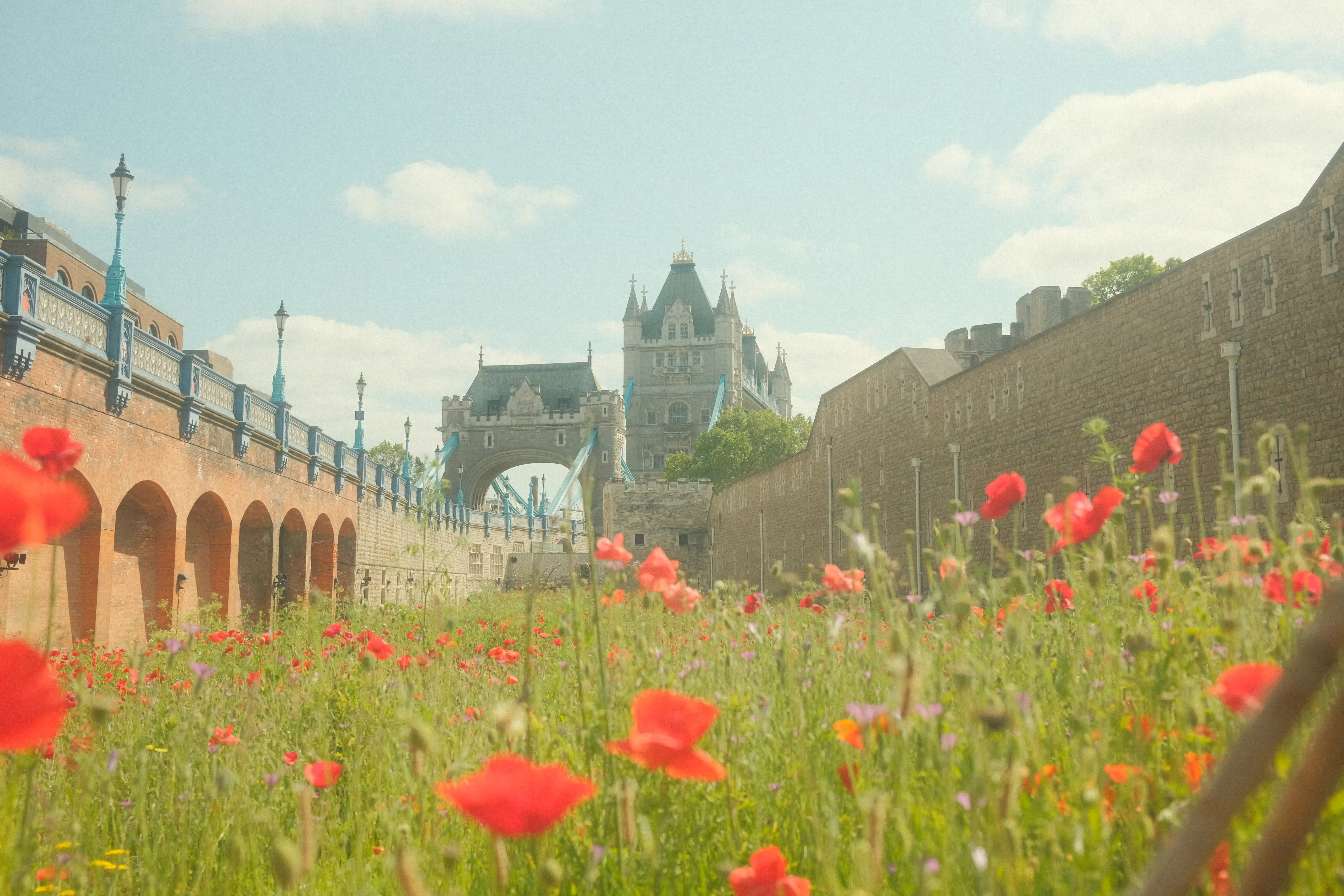 A picture of the london bridge through wildflowers