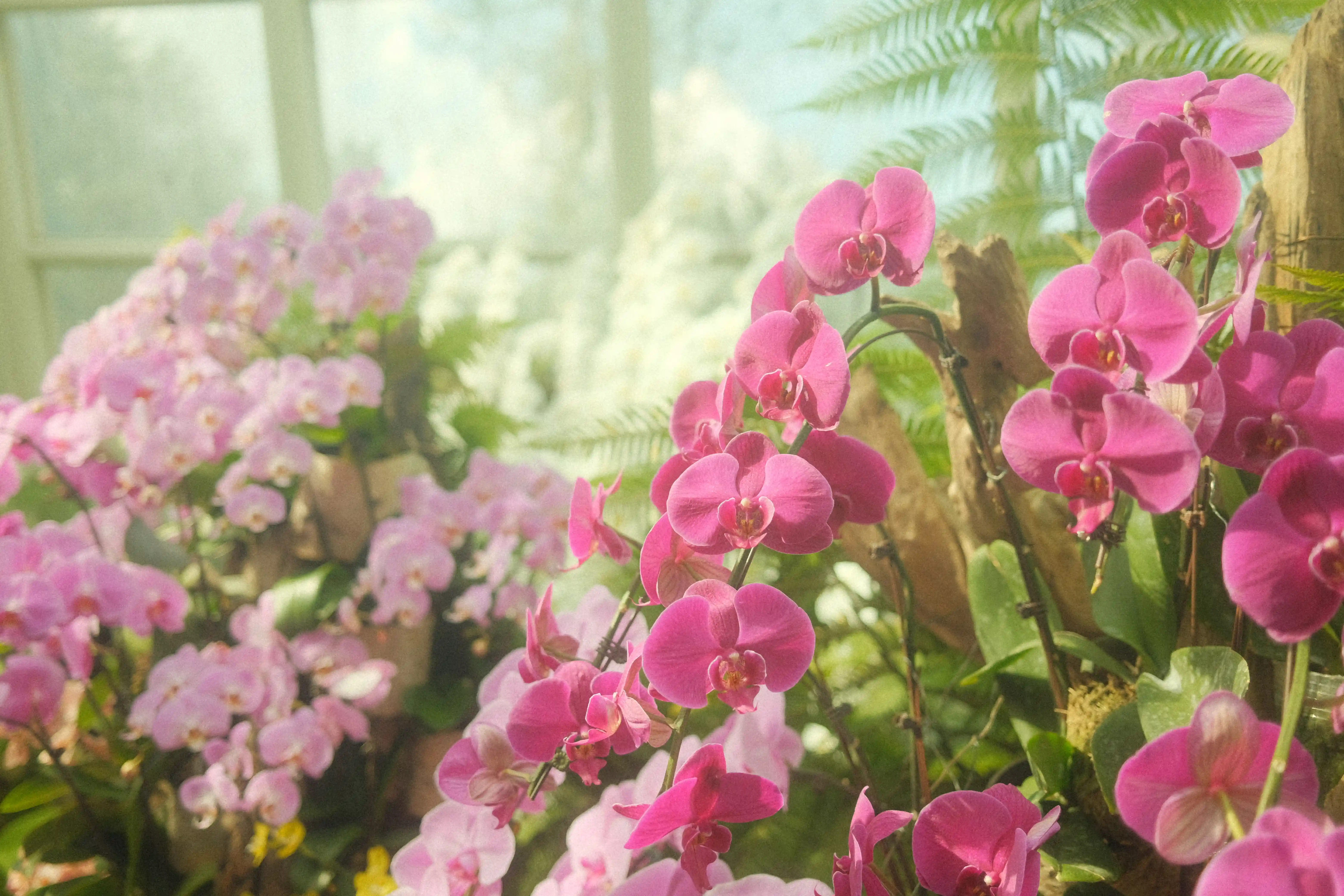 A picture of orchids in the Singapore botanical garden